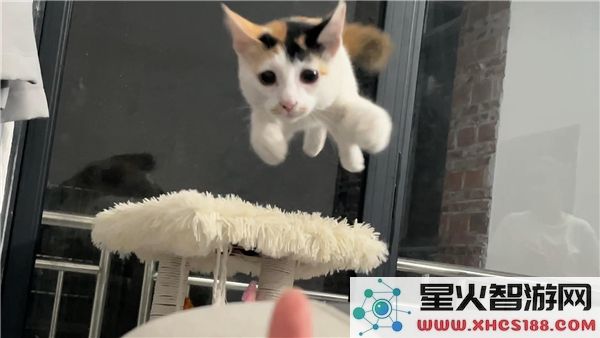 小飞棍来了，这个热词究竟有什么深层含义