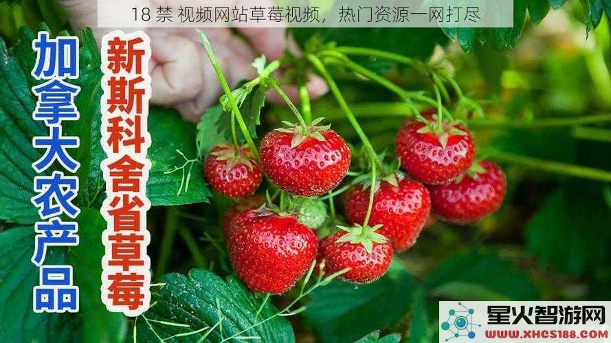 18 禁 视频网站草莓视频，热门资源一网打尽