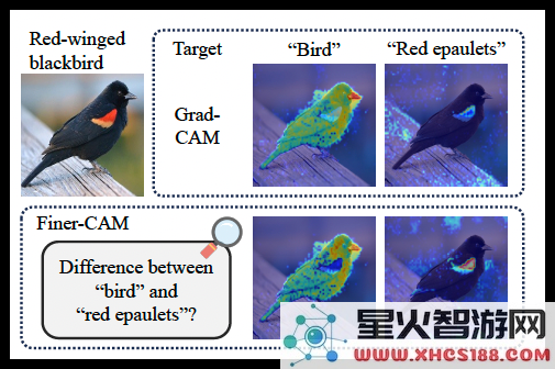 AI技术新突破!Finer-CAM助力机器视觉更准确,图像分类更加分明清晰