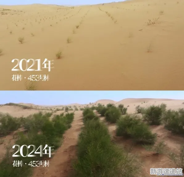 2025年度版本更新深度解析:蚂蚁森林赛季机制的开发者访谈及解读