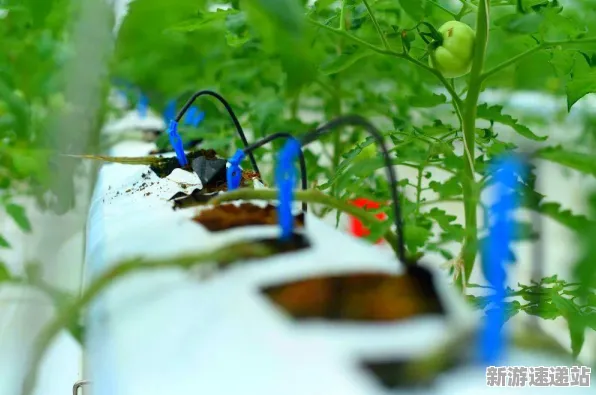 2025游戏发售日确认丨农场小镇如何实现配置需求公布？深度技术解析