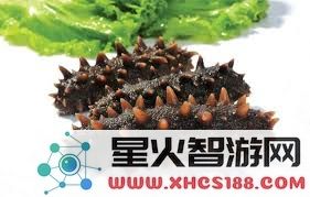 刺参究竟是带刺的海参吗?解开这个常见误解的谜团