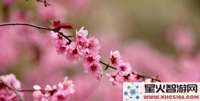 原神骗骗花怎么那么恶心