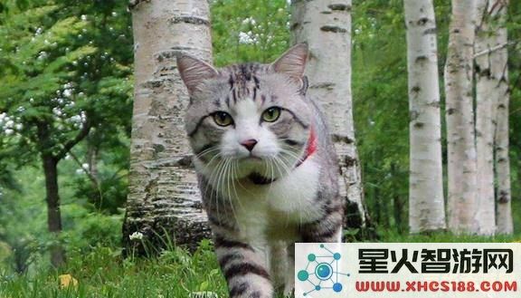 原神游戏中海灵芝的刷新时间与获取攻略详解