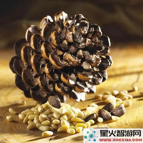 原神焦糖松果为什么做不出来