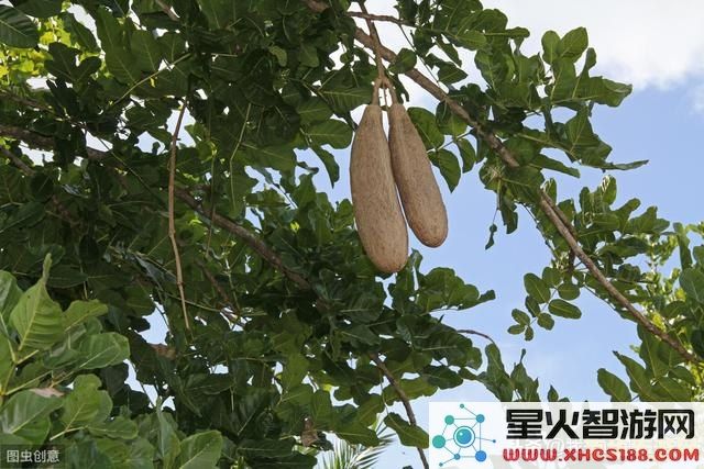 原神游戏中从树上掉落的松果与探险者的冒险经历