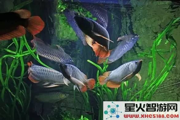 探讨原神游戏中的蓝龙鱼:捕捉蓝龙鱼的技巧与策略分析