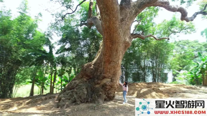 原神中神秘的松木树王:探索这个强大的角色背后的故事与战斗策略