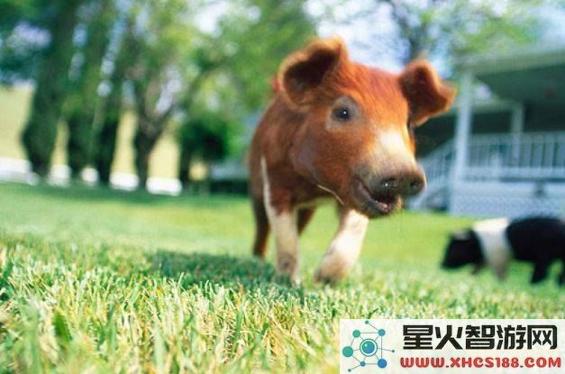 原神雪山区域中的五根火柱子应如何解锁及其操作指南