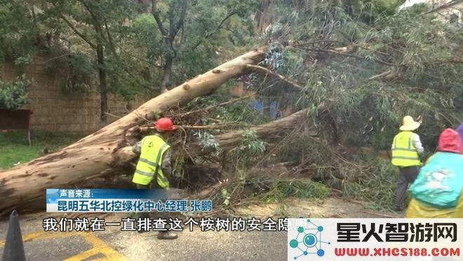 在原神中可以砍伐的树木种类有哪些?玩家需要注意哪些生长规律和砍伐技巧?