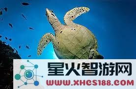 水母的自然敌人有哪些？探索海洋中的捕食者与水母之间的关系
