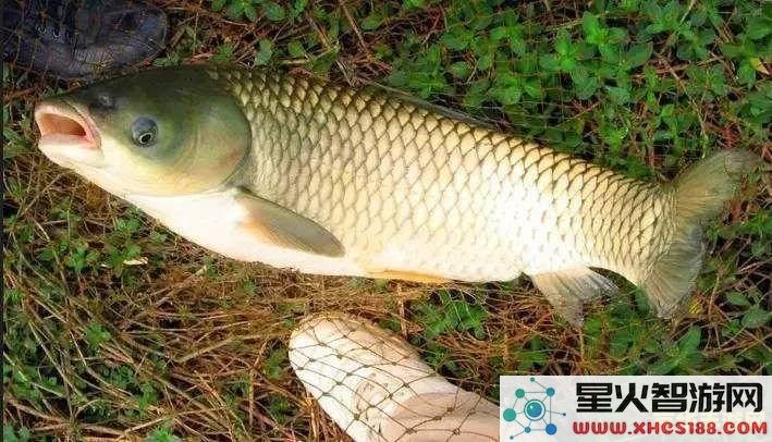 在原神中获取鱼叉所需的鱼类,请问在哪里可以高效钓到这些鱼呢?
