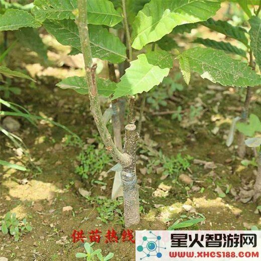 原神中的公英籽:探寻这一神秘资源的获取与用途