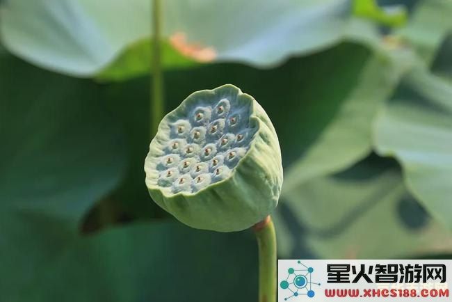 原神每日委托中莲蓬的具体位置在哪儿以及如何快速找到它