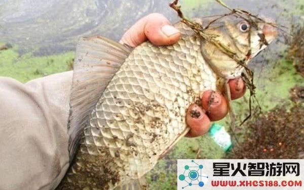 在原神中，鱼类是否需要钓完后才会刷新？探索钓鱼机制的细节与影响