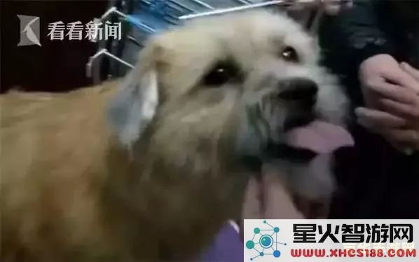 如何有效地驱赶原神中的石门狗，获取顺利通行的攻略与技巧