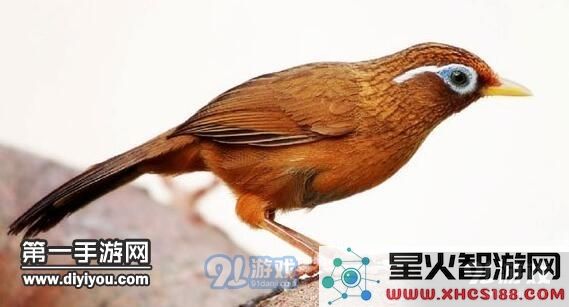 阴阳师姑获鸟信物线索在哪 线索图片鸟分享
