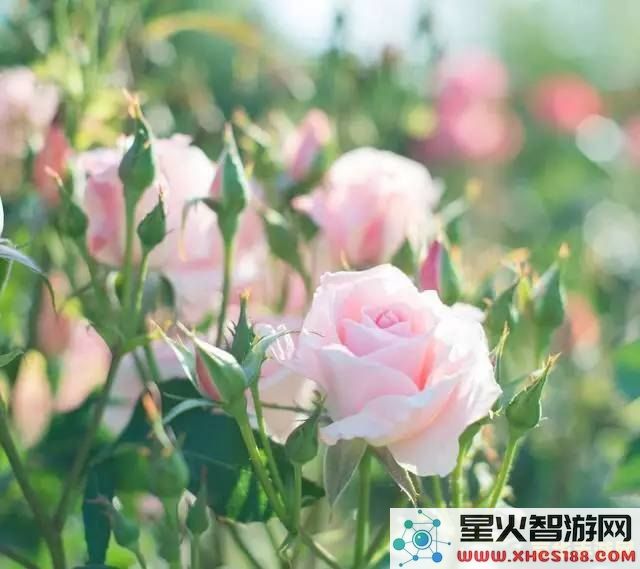 原神清新花
