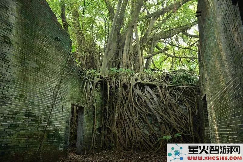 面对原神伞盖的荫蔽影响,我们该如何应对和处理呢?