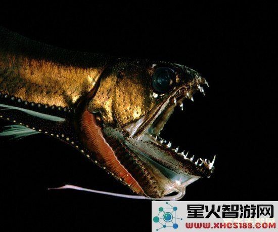 原神深海龙蜥研究所事件任务攻略与玩法详解,探秘深海生物的奥秘