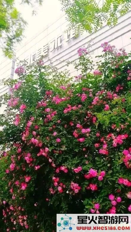原神蔷薇花怎么找