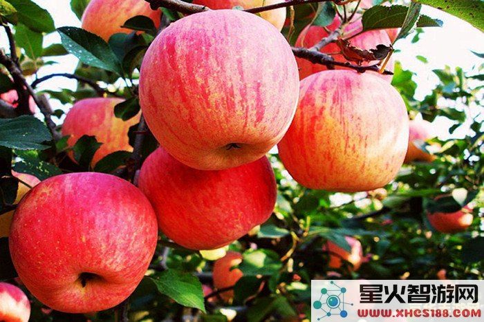 原神游戏中苹果酿的购买途径和相关信息分享