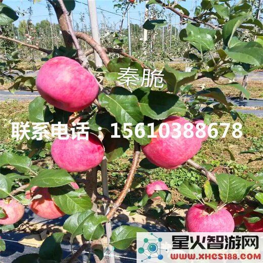 原神哪里卖苹果