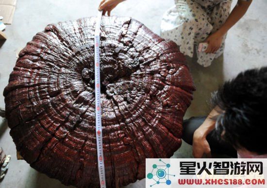 探索原神中的水灵芝:获取方式、用途与游戏中的重要性解析
