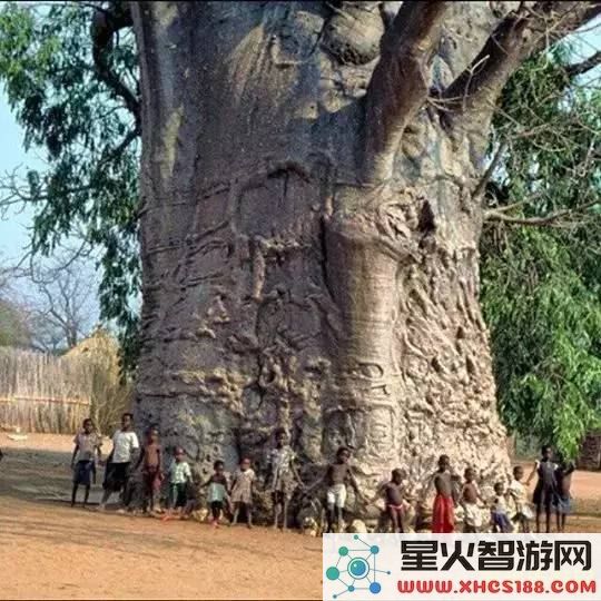 原神一棵树几块木头