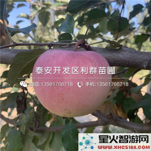 原神哪里苹果树最多