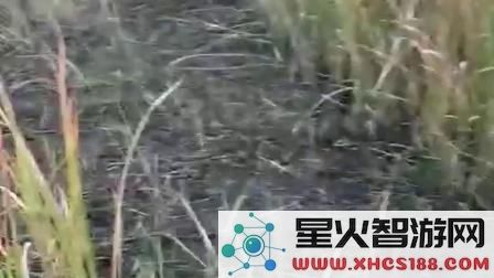原神grasscutter教程