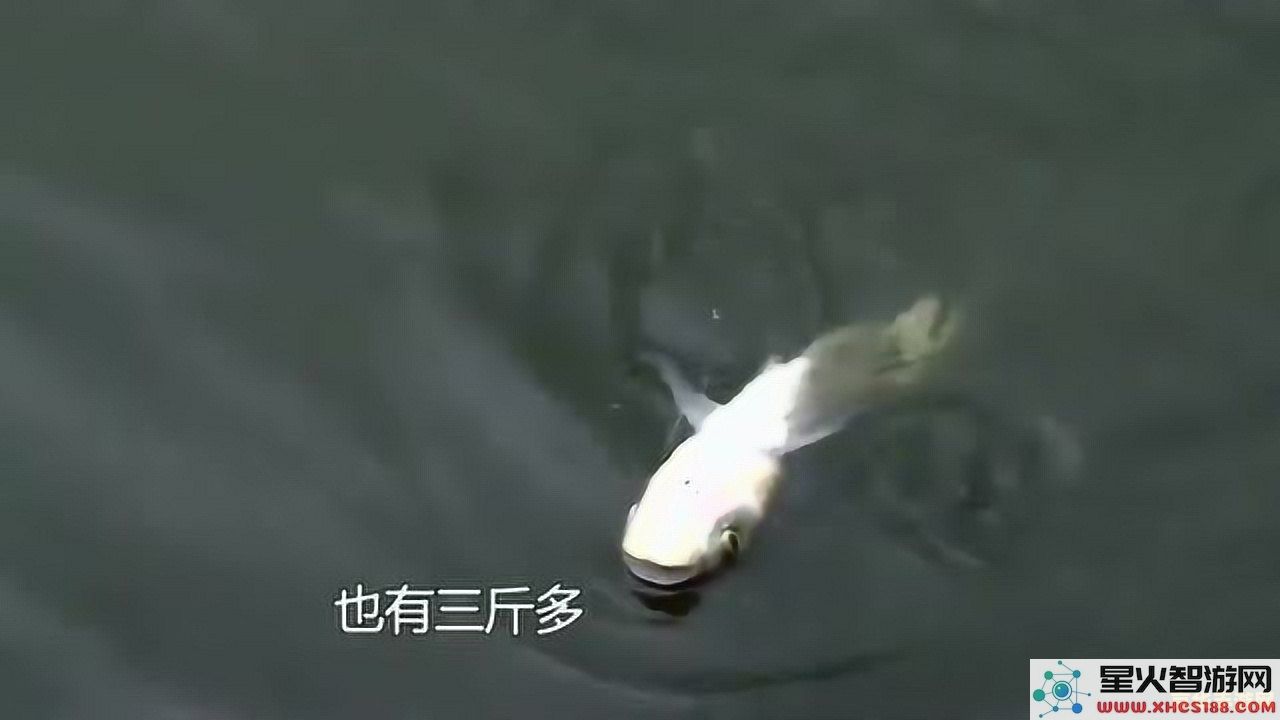 在原神游戏中钓到的鱼是否可以进行交易和售卖?