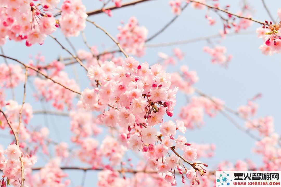 原神樱花绣球怎么摘