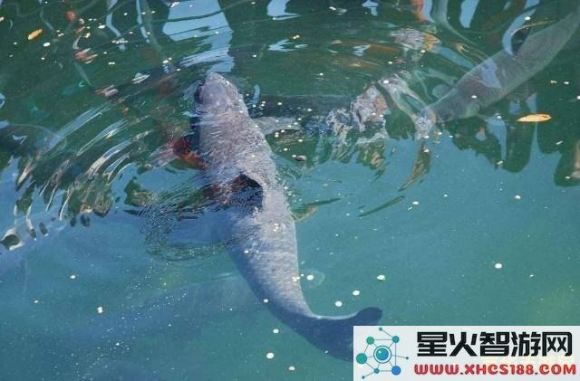 原神钓鱼点刷新要钓完所有的鱼吗
