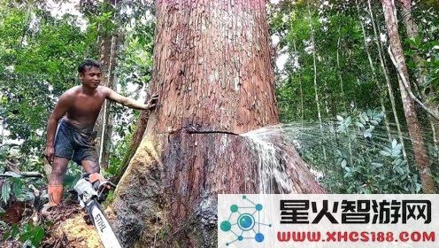 原神中判断哪些树可以被砍伐的技巧与方法解析