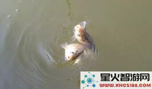 原神最难钓的鱼在哪里