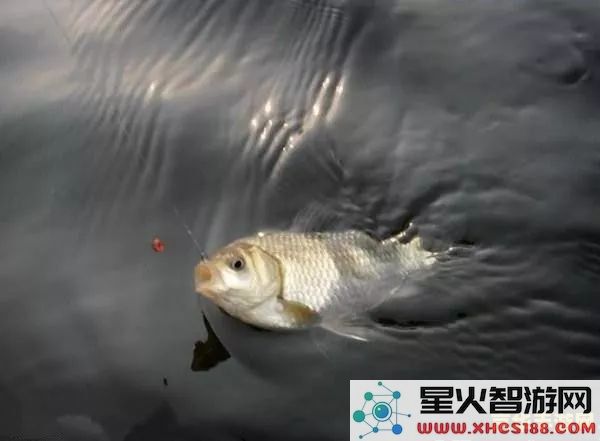 原神炮鲀钓鱼出没时间