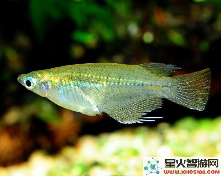 原神游戏中的甜甜花鳉鱼——探索其特点与捕捉技巧