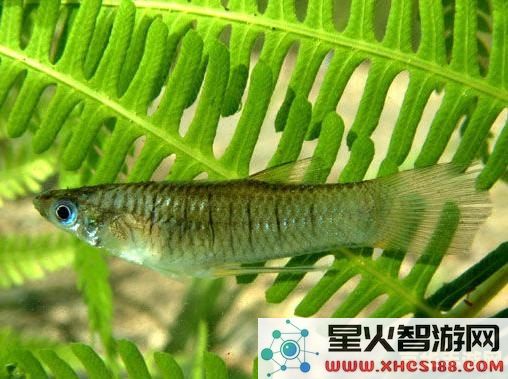 原神甜甜花鳉鱼