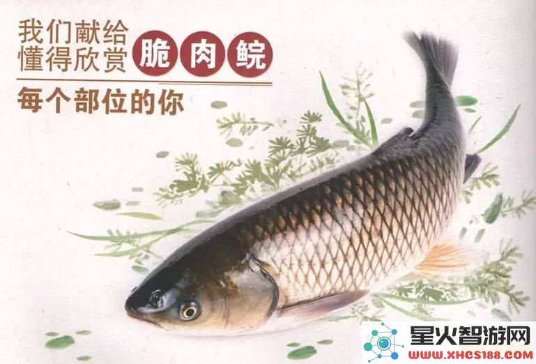 原神鱼类 原神鱼类生态与垂钓指南