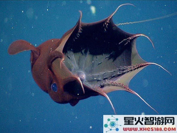 原神深海巨蜥在哪里 原神深海龙蜥位置探索