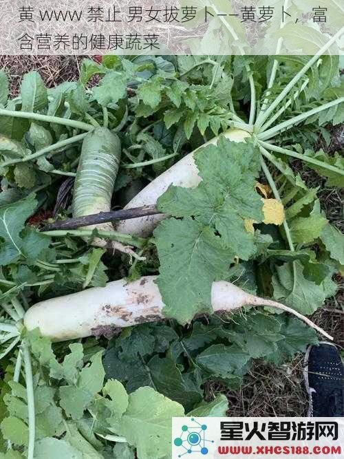 黄www禁止男女拔萝卜——黄萝卜，富含营养的健康蔬菜