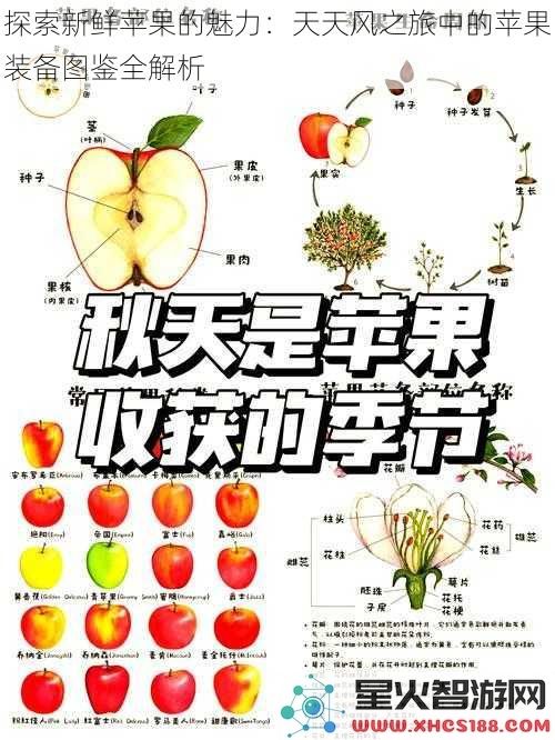探索新鲜苹果的魅力：天天风之旅中的苹果装备图鉴全解析