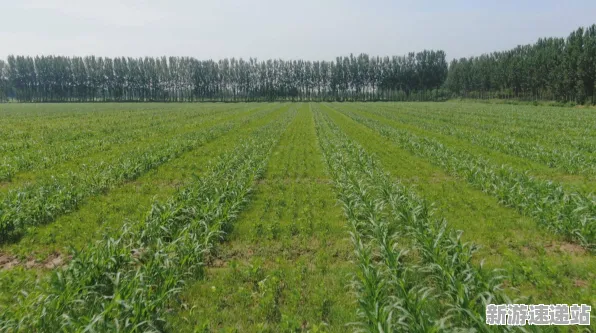 2025全球首发»农场小镇丨服务器架构，硬件兼容报告