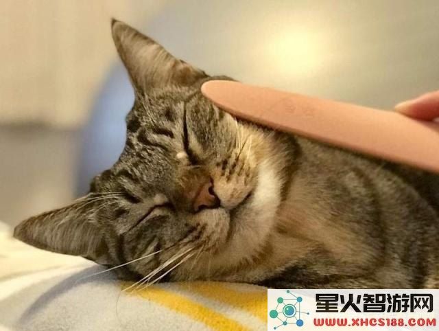怎么喂猫原神