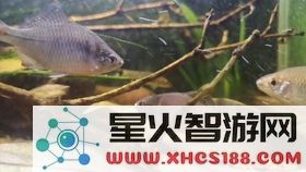 原神鱼养在哪里