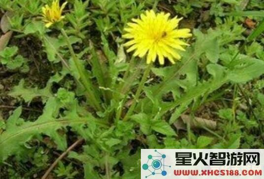 原神蒲公英子有多少