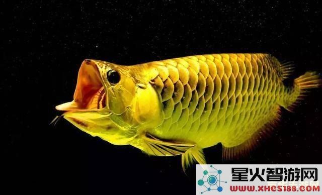 原神蓝色假龙鱼
