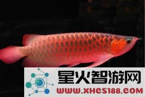 原神蓝色假龙鱼