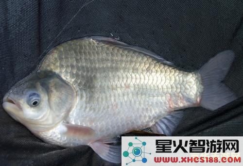 原神鱼塘鱼多久刷新